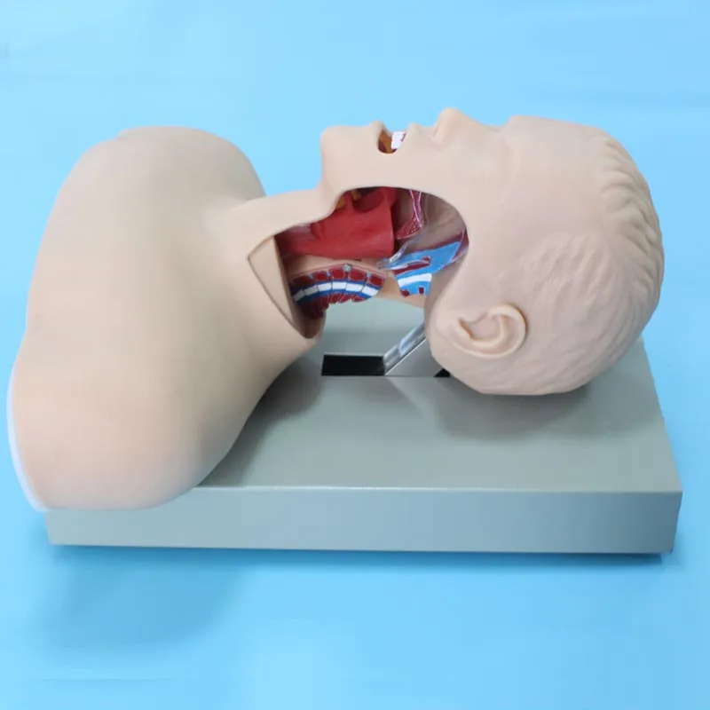 Ada-j51 Human Anatomical Medical Model Of Endotracheal Intubation Simulator  - Buy Endotracheal Intubation Model,Human Anatomical Medical Model,Ada-j51  Human Anatomical Medical Model Of Endotracheal Intubation Simulator Product  on 