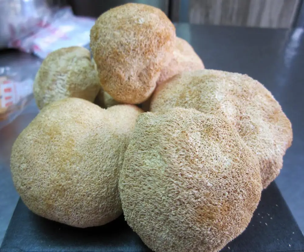 Сушеный гриб Detan с головой обезьяны