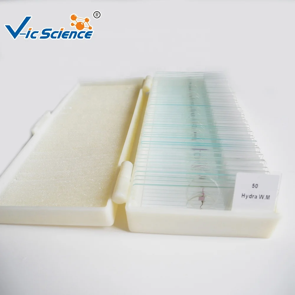 100pcs Human Pathology Prepared Slides for Medical Students Histology Slide