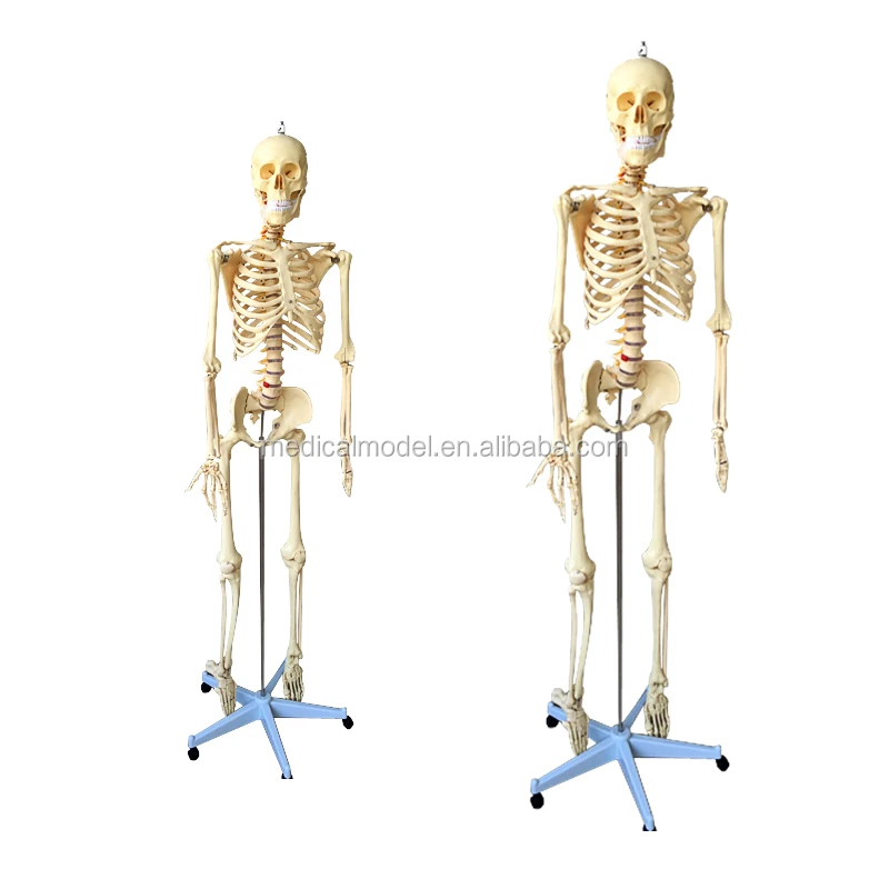 Modèle anatomique, squelette humain, NAHITA® - Materiel pour