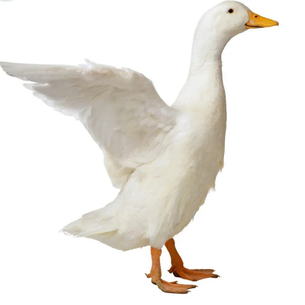 realistic duck stuffed animal