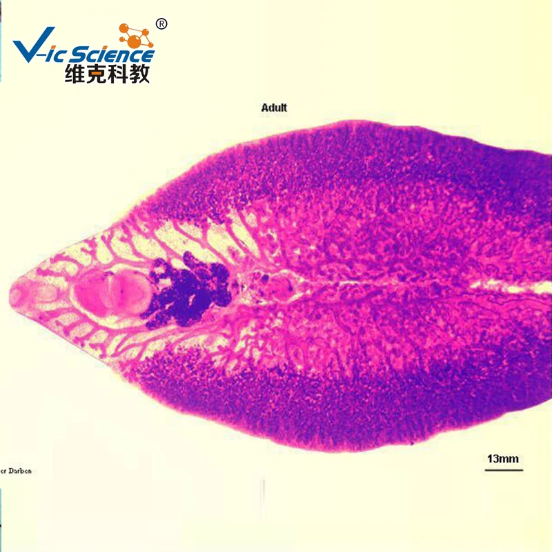 
 Медицинские паразитологические слайды, образовательные подготовленные слайды  