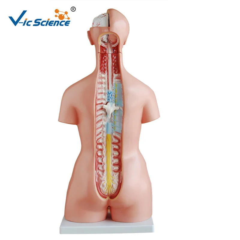 
 Торс унисекс, 85 см, 23 части, медицинская анатомическая обучающая анатомия, модель человеческого торса  