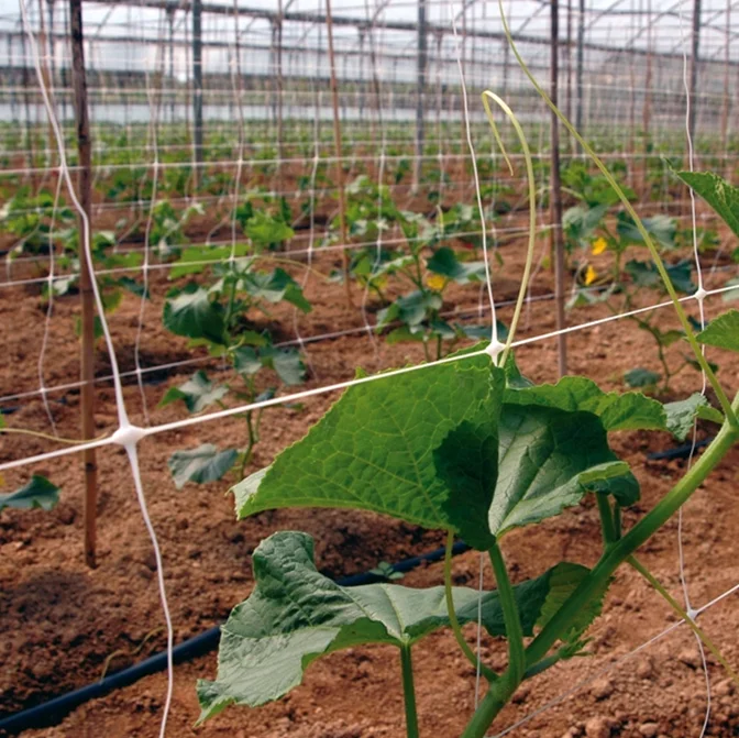 UV Treated Cucumber Knotless Plant Supporting Trellis Netting