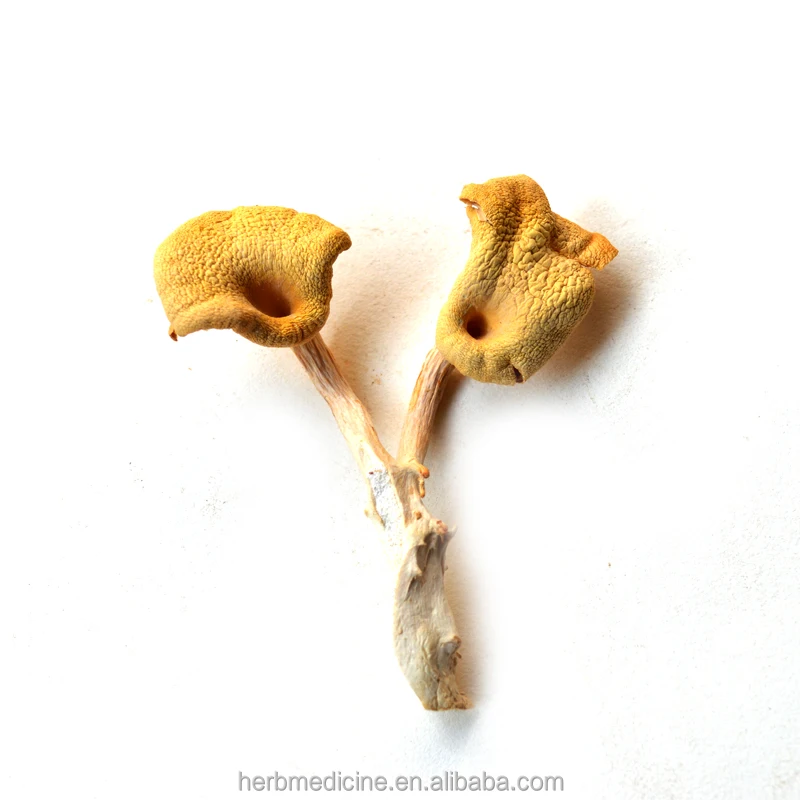 Сушеная цельная деталь для пищевых продуктов съедобный фугусный Золотой устричный гриб Pleurotus citrinopileatus Sing