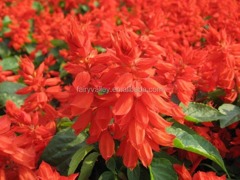 Salvia Splendens Seeds Red Sage Seeds Salvia Seeds For Planting Buy Salvia Splendens Seeds S Splendens Magnoliopsida Product On Alibaba Com