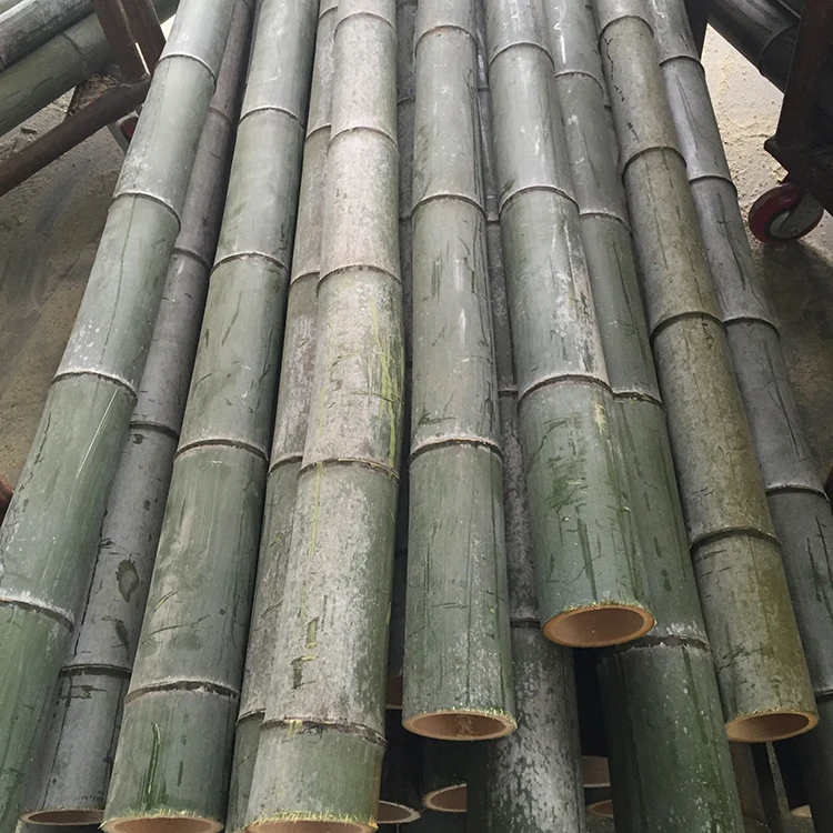 Grohandel Natural Lean The Tree Sticks Bulk Groe Bambus pfahl Bambus  stangen Stcke