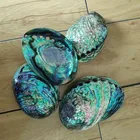 2018 best price New Zealand polished paua abalone shell in stock