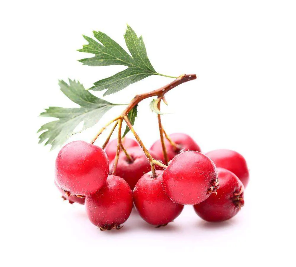 cgmp factory supply natural hawthorn berry extract 10:1