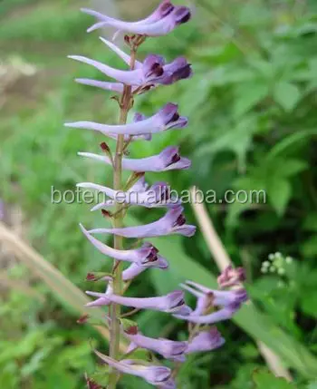 Natural Corydalis Yanhusuo Seeds Extract for Relieve Pain