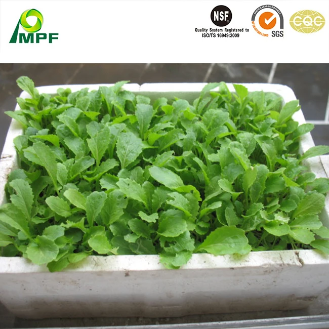 Customized Lightweight Insulating Reusable EPP Foam Plastic Molded Packaging Box