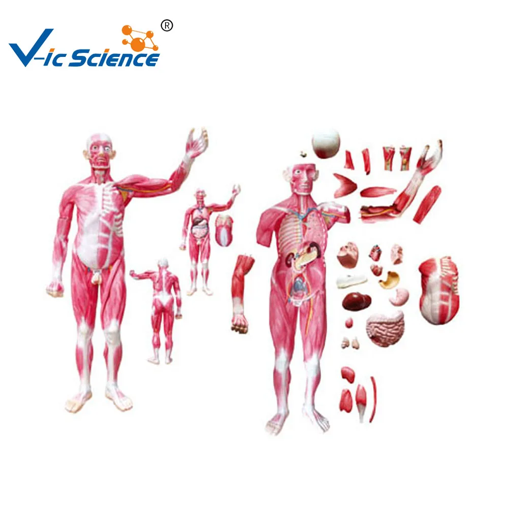 Human Body Muscles Dissection Model Attach Viscera Model Body Muscles Dissection Viscera Model Buy Muscles Dissection Model Body Muscles Dissection Viscera Model Product On Alibaba Com