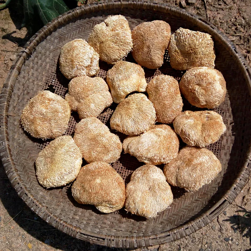 Сушеный гриб Detan с головой обезьяны