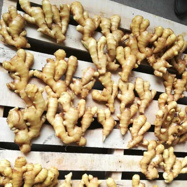 New crop young fresh ginger,100g/150g/200g/250g/300g, Ginger price