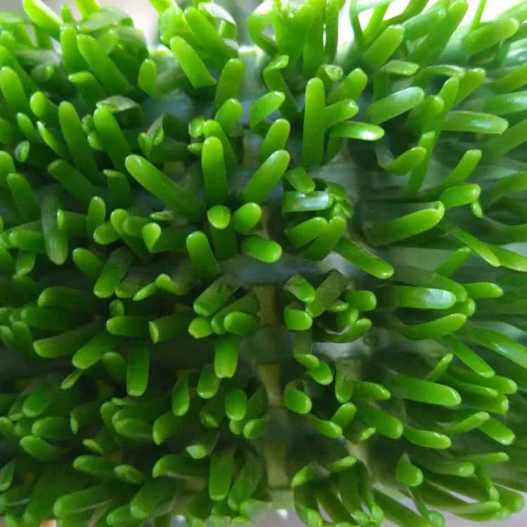 Золотая стиральная машина Пластиковая Золотая горная трава ковер/коврик