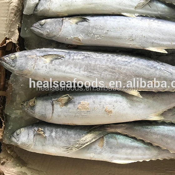 Wahoo fish for sale near me Clearance