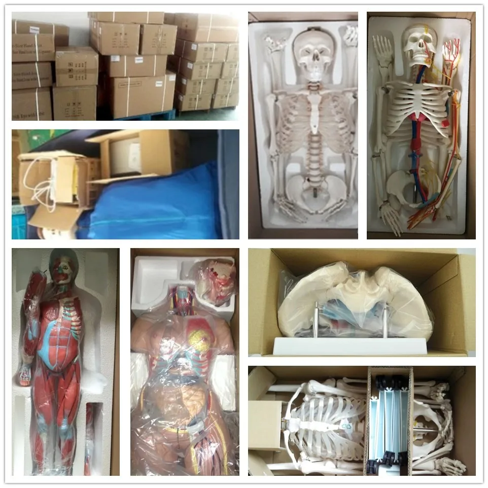 医療解剖学生物学的インターセックス人間85cm胴体モデルPVC