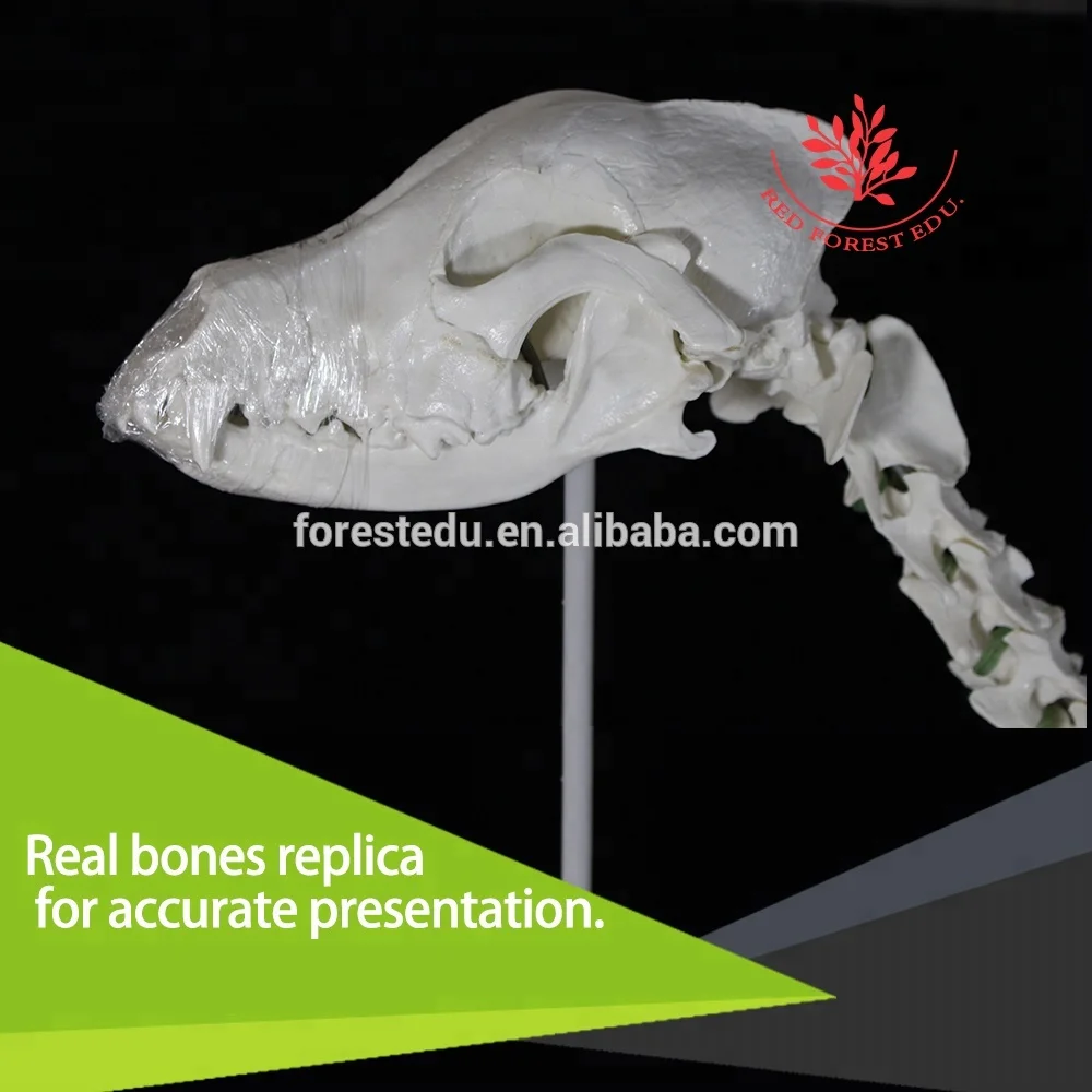 
 Модель каркаса для ветеринарии, анатомия животных, волк, собака  