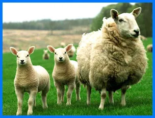 Halal sheep automatic slaughtering equipment is used in mutton slaughterhouses