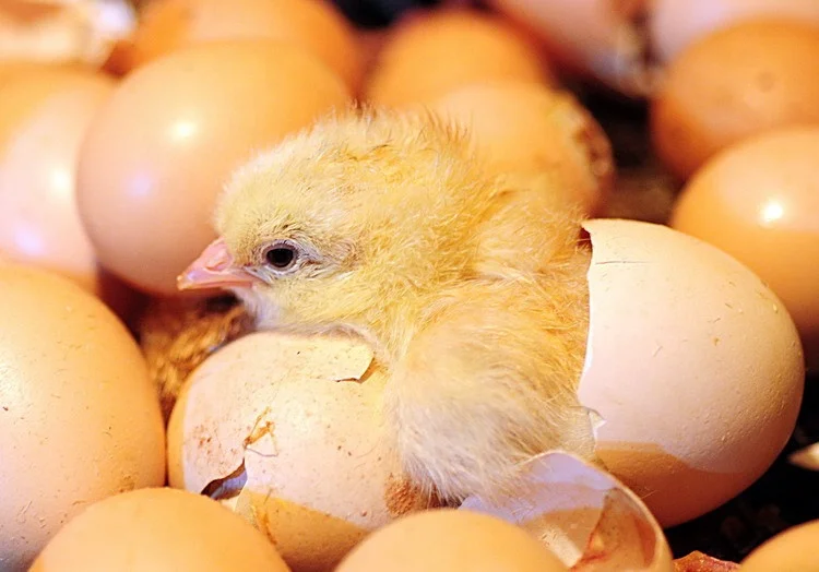 Купить цыплят в калининградской области. Инкубационное яйцо бройлера. Инкубаторные броллерские яйца. Инкубационное яйцо цыплята. Инкубаторские яйца Кобб 500 цыплята.