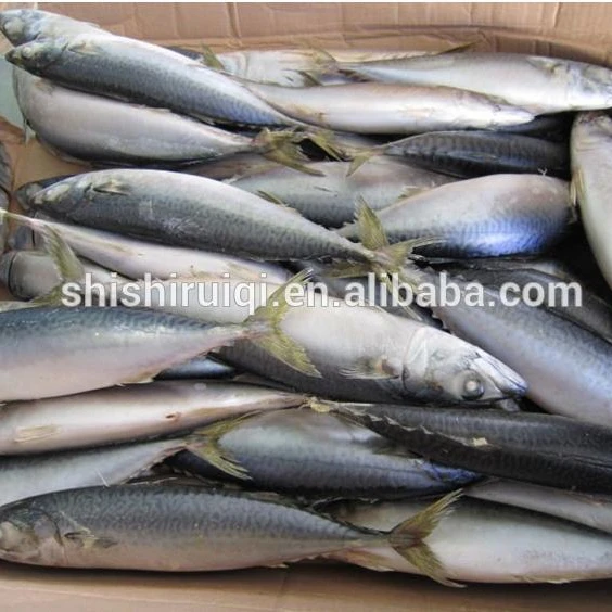 frozen mackerel bait