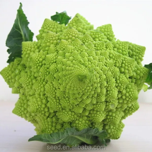 Belles Graines De Chou Fleur Vert Sxca No 5 Buy Graines De Chou Fleur Vert Belle Graines De Chou Fleur Chou Fleur Graines Product On Alibaba Com