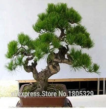 FREE SHIPPING 30pcs/Bag Japanese Pine Tree Seeds bonsai flower easy to plant DIY