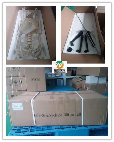 PVC Material Real Designed Medical Anatomy Skeleton Model