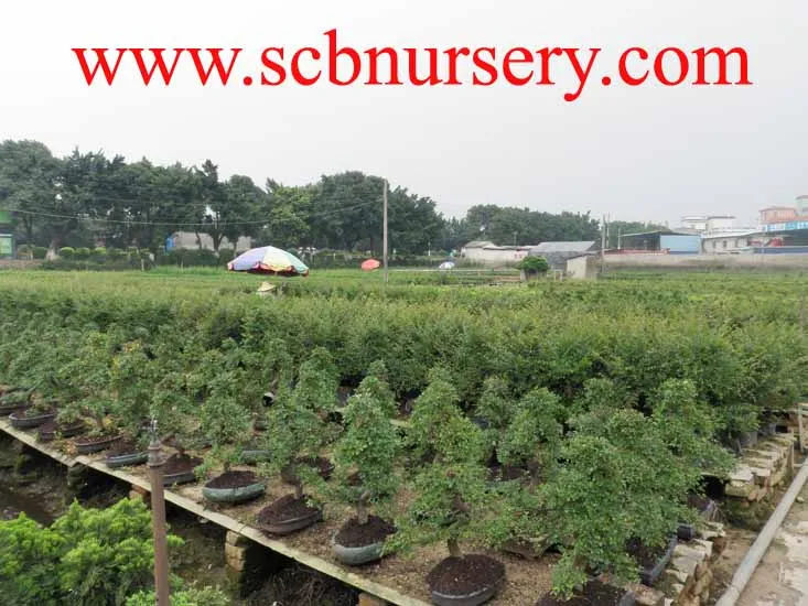 Bonsai Nursery Plant Supplier From China Buy Bonsai Plant Supplier Bonsai Tree Product On Alibaba Com