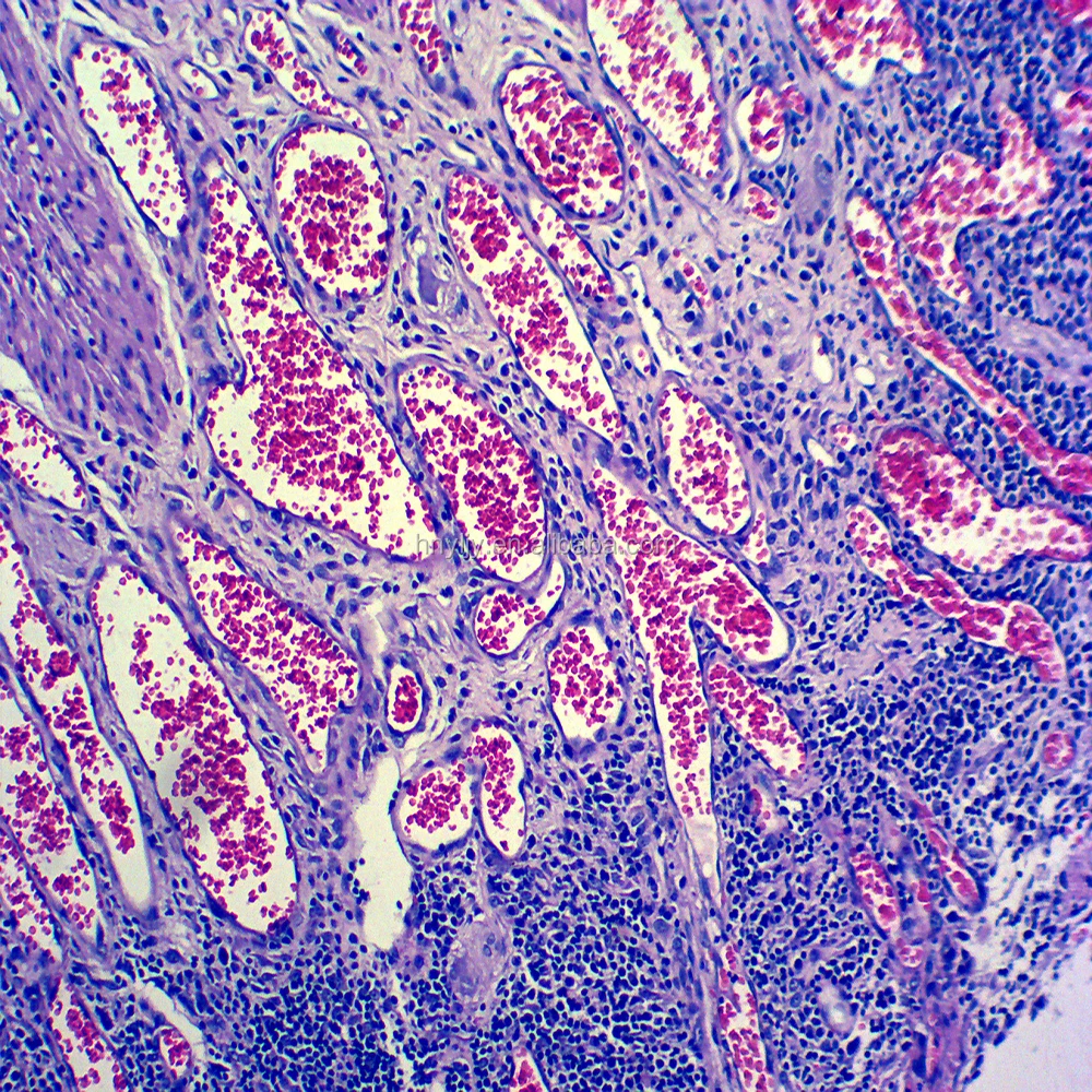 267pcs patologia di istologia umana ha preparato le diapositive del  microscopio