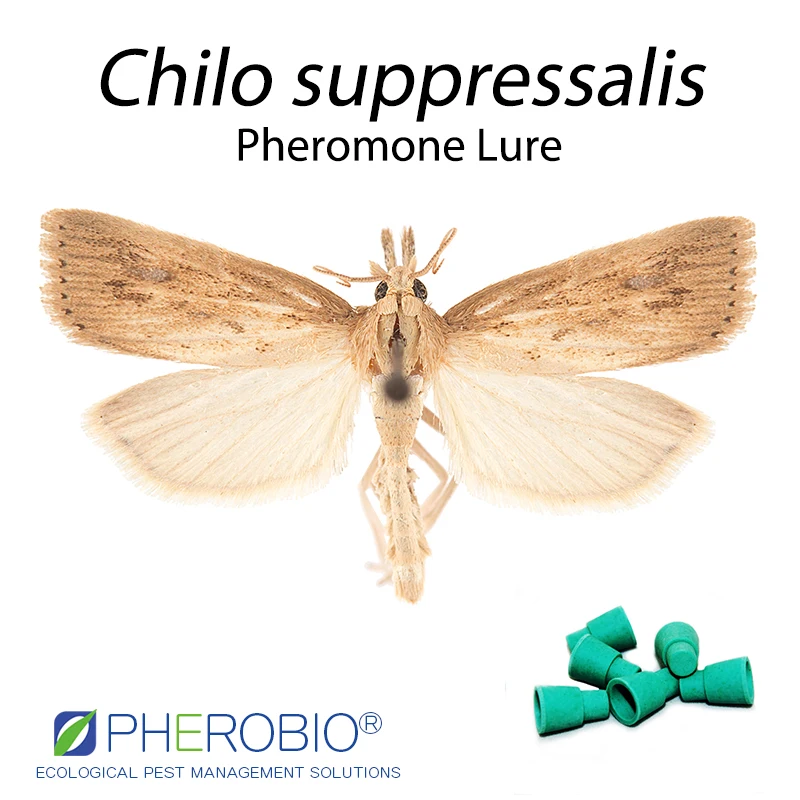 Приманка для риса Chilo suppressalis pheromone приманка