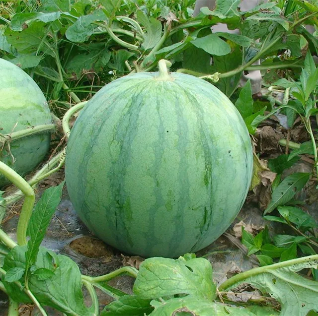 rw01 gonsi big global green f1 hybrid seedless watermelon seeds