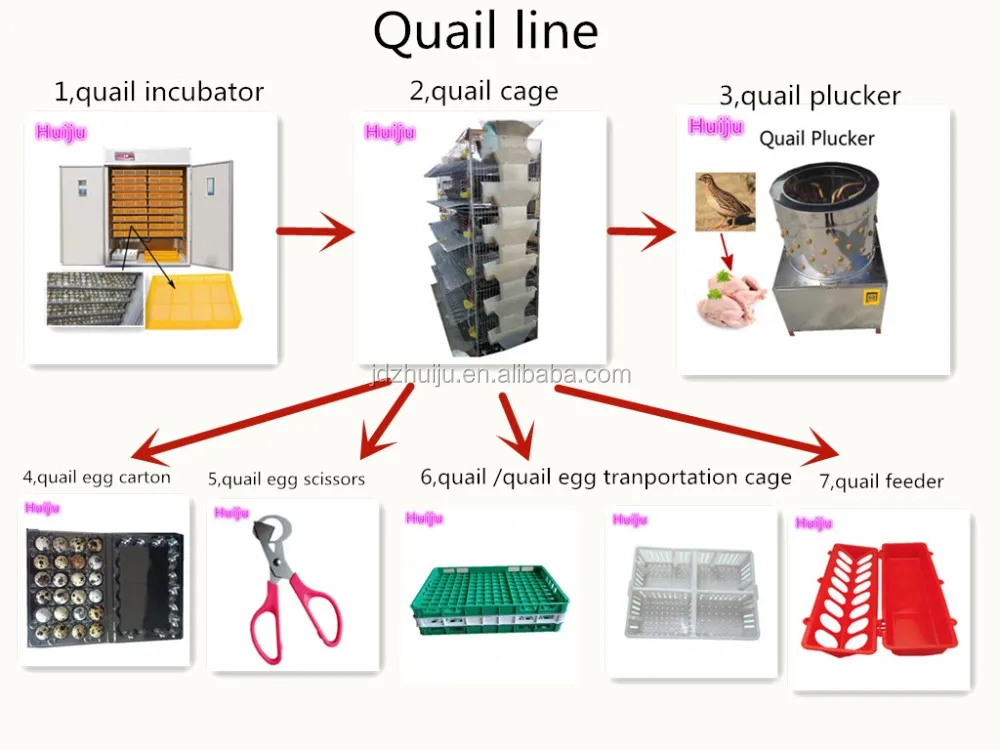 quail line 2