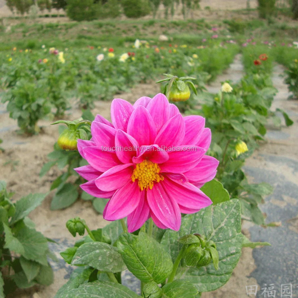 21 Touchhealthy Supply成長のための最高品質のdahia Pinnata種子 Buy ハイブリダダリアの種子 ダリア羽状の 種子 ドワーフダリア種子 Product On Alibaba Com