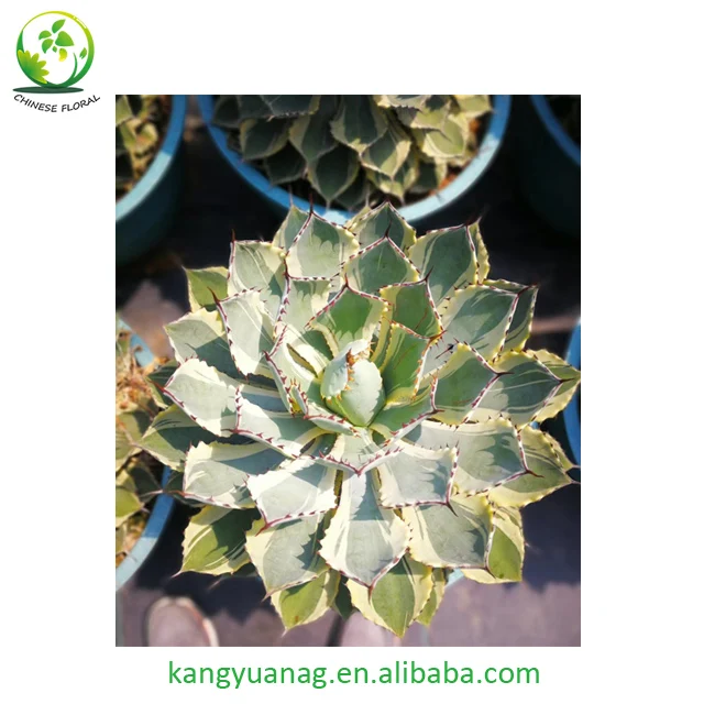 Agave Popoorum Kishoukan Indisata 植物苗圃 Buy 龙舌兰植物 龙舌兰苗圃 龙舌兰马铃薯product On Alibaba Com