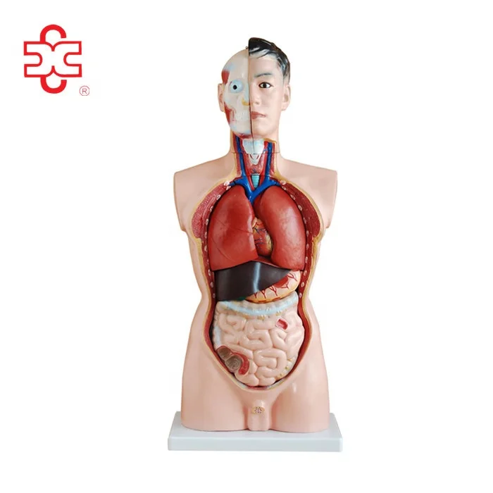 モデルxc 1人体の解剖学および生理学的内臓 Buy 内部モデルxc 1解剖学 生理学 人体の臓器 おもちゃの体の器官 男性の胴体マネキンスタンド付き Product On Alibaba Com