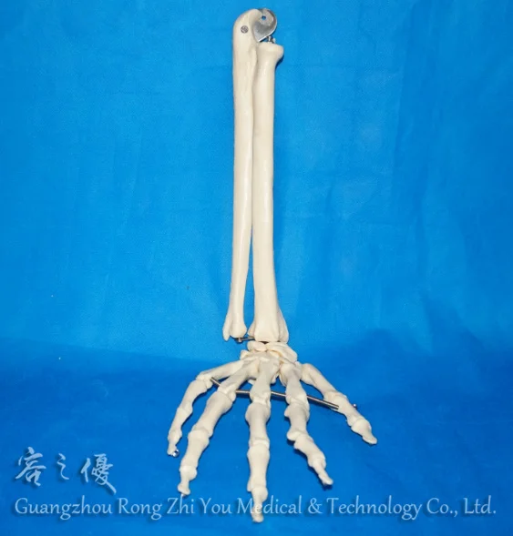 Longgar Tangan Kerangka Manusia Dengan Ulna Dan Radius Buy Longgar Model Tangan Model Skeleton Manusia Ulna Dan Radius Model Product On Alibaba Com