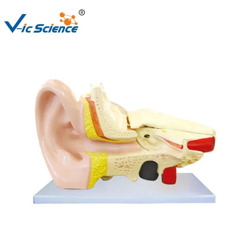 Human Ear Models Ear Anatomy Model Plastic Ear Anatomical Medical ...