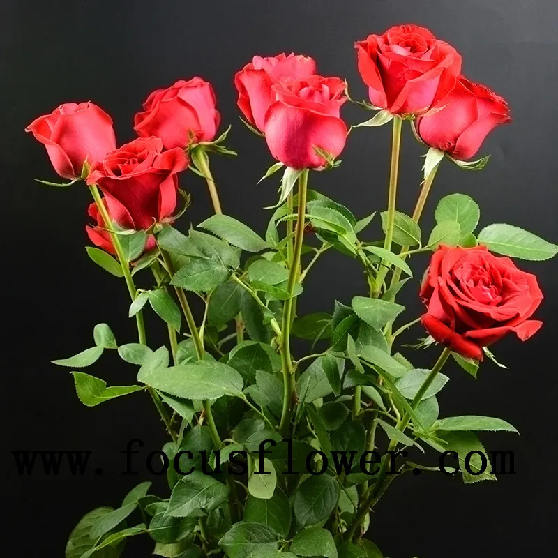 Atacado Holland Rosas Flores De Jasmim Frescas Carola Para Decoração De  Casamento - Buy Holland Rosas Product on Alibaba.com
