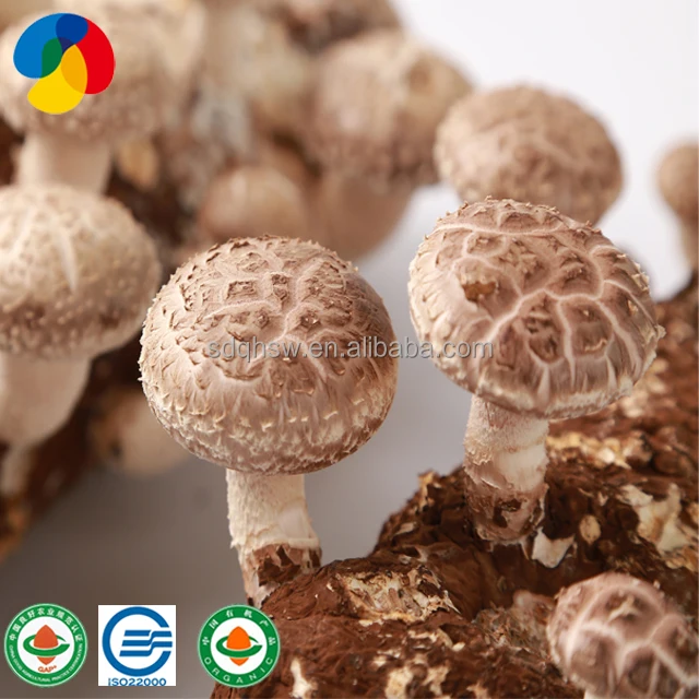 Высокопроизводительные замороженные грибы Shiitake для выращивания