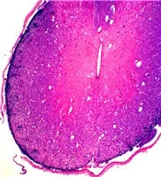 Набор слайдов для микроскопа с животными изучения качества исследования зоологии гистологии подготовленные слайды