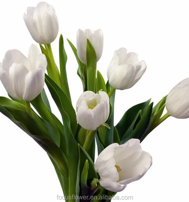 Tulipe Blanche Fraîche,Saison Droite,1 Pièce,Avec Fleurs Découpées,Prix  D'usine - Buy Tulipe Blanche,Fleurs Coupées Fraîches Avec Prix D'usine  Product on Alibaba.com