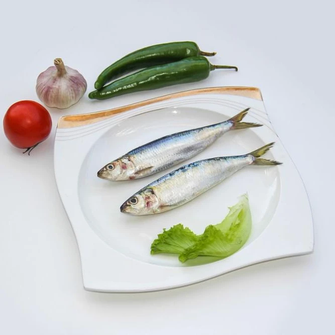 frozen sardines bait