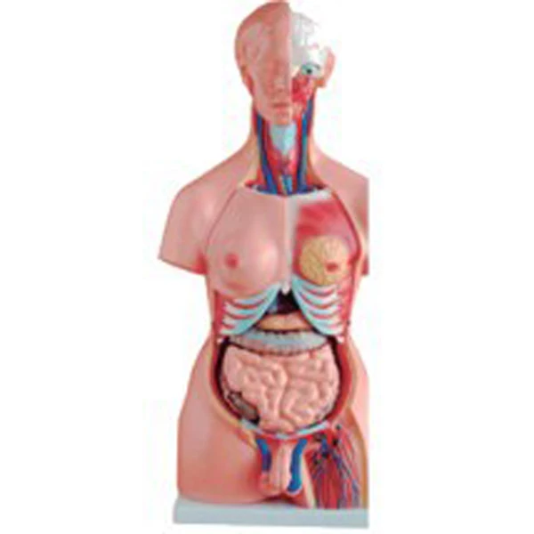 Anatomical Mannequin - 23 Parts Torso Model for Medical Training