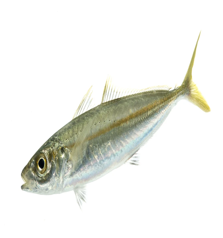 frozen horse mackerel fish small eye round scad - buy horse