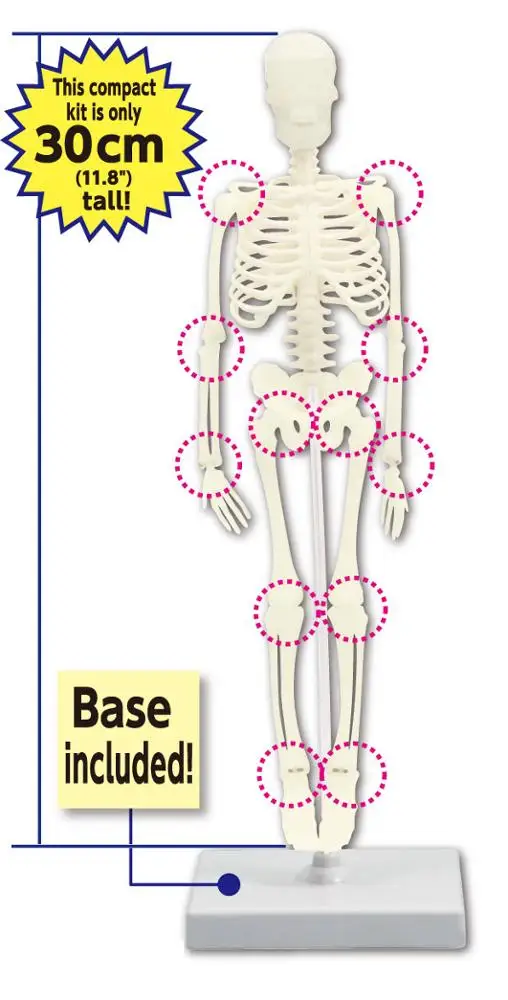 Модель человеческого тела, научные наборы, игрушка для детей