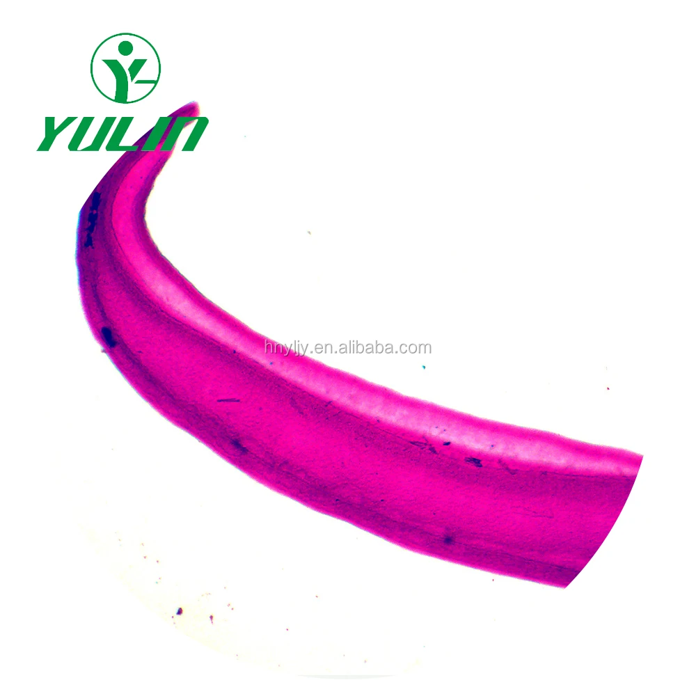 Медицинские паразитологические слайды, аскарис митозные слайды, медицинские паразитологические слайды