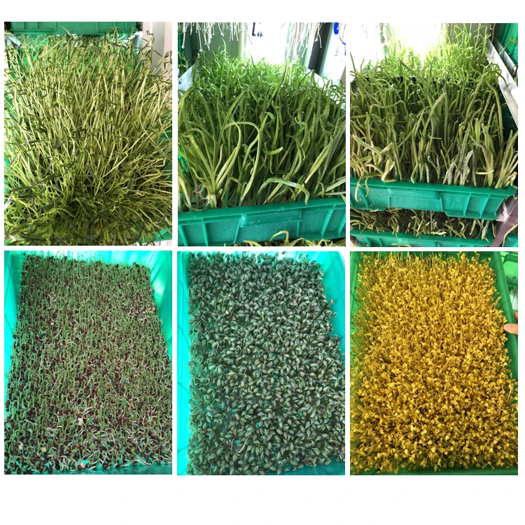 Turkey Rabbit Green Barley Making Automatic Hydroponic Fodder Machine