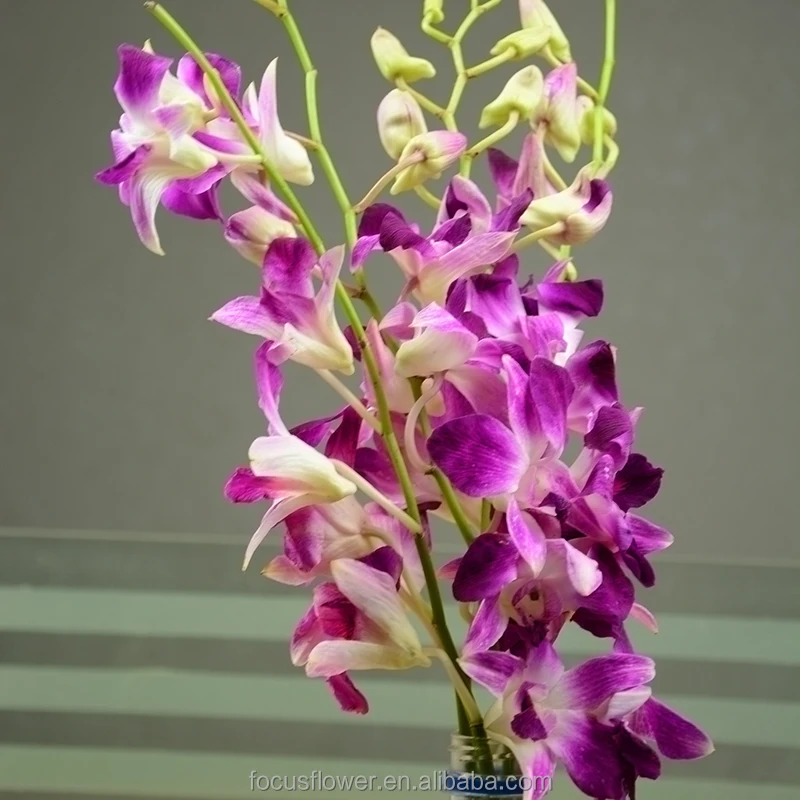 Frais,Conservés Fleur Fleur Orchidée Vanda Coupé Comme Un Cadeau - Buy  Frais Product on Alibaba.com