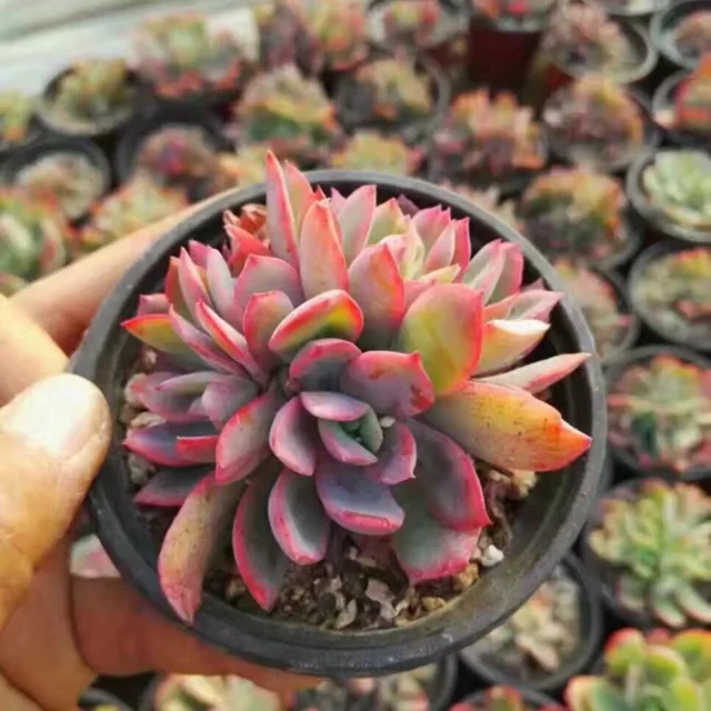 カラフルな多肉植物sedum Roach Buy セダム セダムゴキブリ カラフルな多肉植物ゴキブリ Product On Alibaba Com